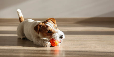 Dog playing with a toy on the floor
