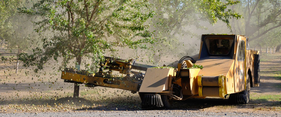 Tree shaker knocking almonds for harvest.